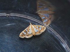 Glyphodes pyloalis