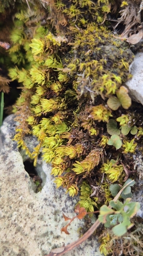 Encalypta streptocarpa observed 2026-10-18