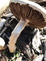 Agrocybe