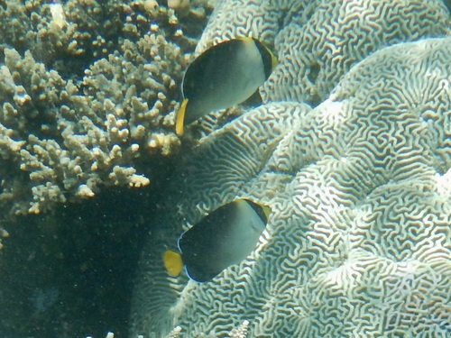 Chaetodontoplus observed 2026-10-17