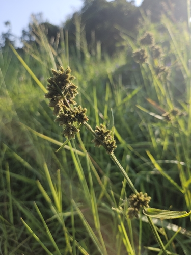 Fuirena umbellata observed 2026-10-19