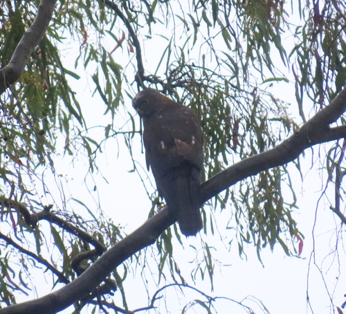 Accipiter cirrocephalus observed 2026-10-19