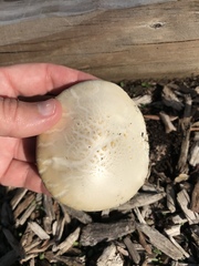 Agrocybe