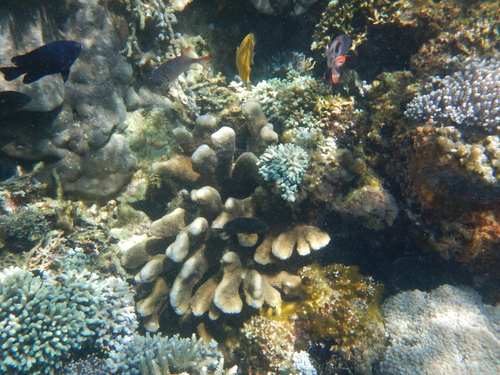 Isopora palifera observed 2026-10-17