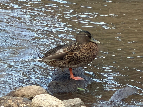 Anas platyrhynchos observed 2026-10-18