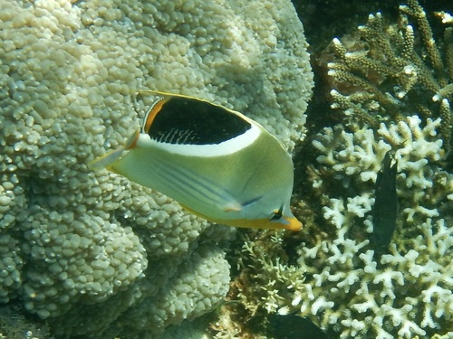 Chaetodon ephippium observed 2026-10-17