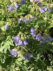 Polemonium reptans