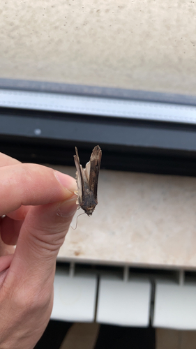 Ipsilon Dart Moth