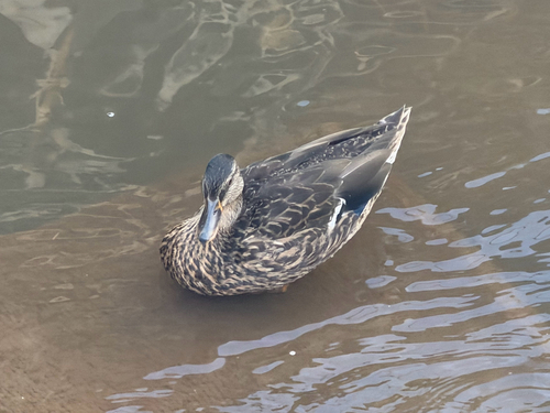 Anas platyrhynchos observed 2026-10-17