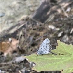 Celastrina lucia