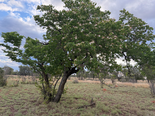 Lysiphyllum hookeri observed 2026-10-19