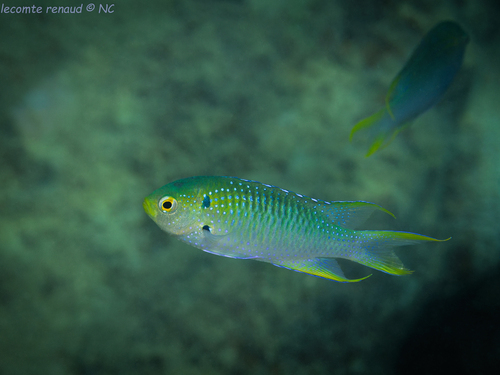 Neopomacentrus nemurus observed 2026-10-03