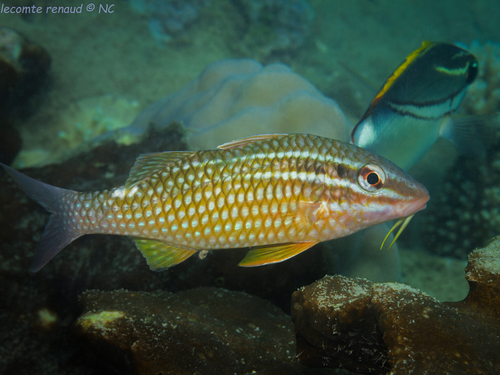 Parupeneus ciliatus observed 2026-10-03