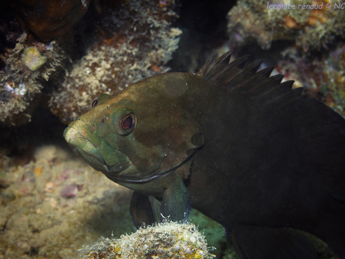 Cephalopholis boenak observed 2026-10-03