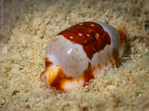 Bistolida stolida observed 2026-10-03