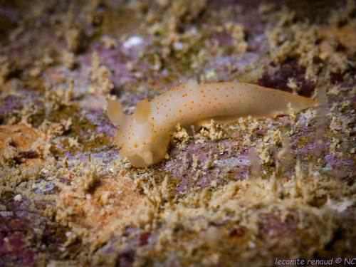Gymnodoris citrina observed 2026-10-03