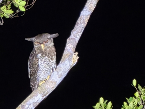 Bubo sumatranus, 2026-10-18