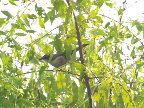 iNaturalist image