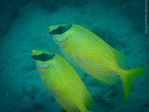 Siganus puellus observed 2026-10-03