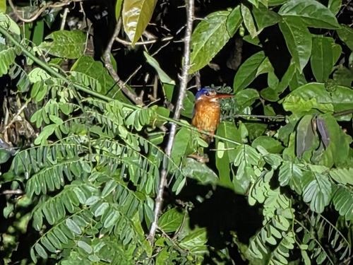 Alcedo meninting observed 2026-10-18