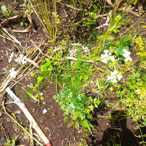 Coriandrum sativum observed 2026-10-17