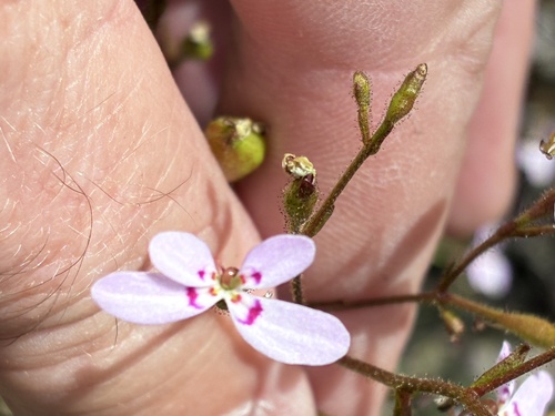 Stylidium laricifolium observed 2026-10-19