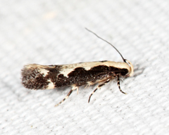 Agnippe prunifoliella