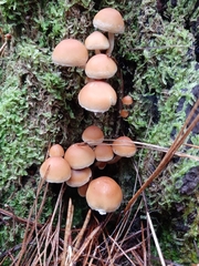Galerina patagonica