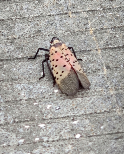Spotted Lanternfly