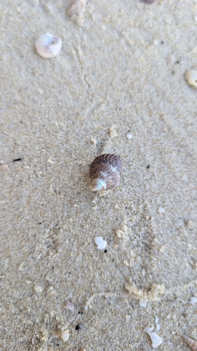 Fragum fragum observed 2026-10-18