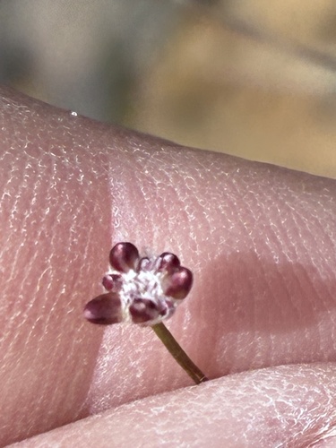 Laxmannia gracilis observed 2026-10-19