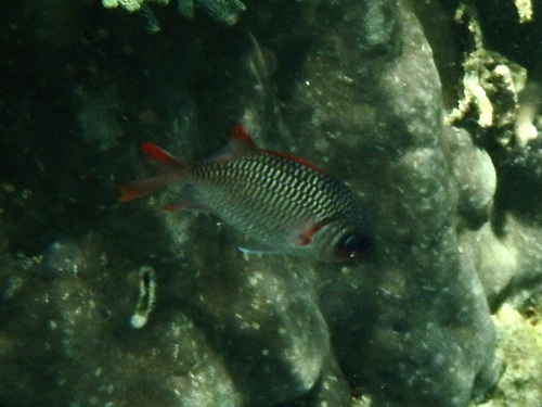 Myripristis violacea observed 2026-10-17