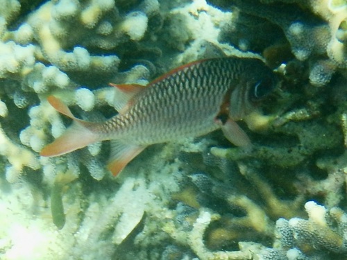 Myripristis violacea observed 2026-10-17