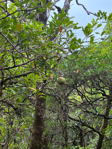Xylocarpus granatum observed 2026-10-18