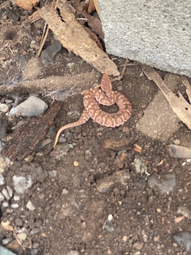 Gloydius blomhoffii observed 2026-10-19