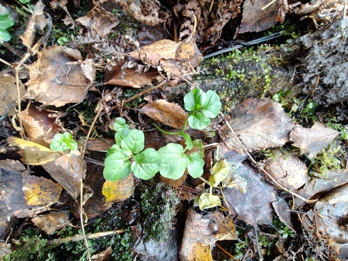 Cardamine amara, 2026-10-15