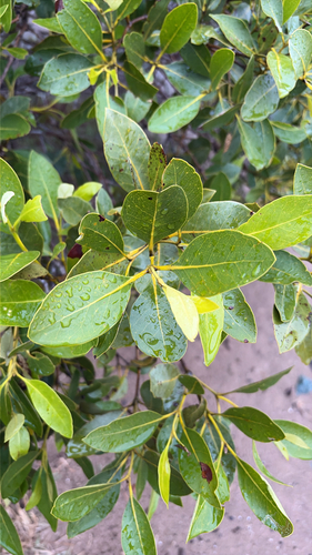 Avicennia marina observed 2026-10-19