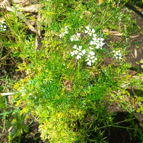Coriandrum sativum observed 2026-10-17