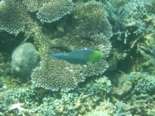 Scarus spinus observed 2026-10-17