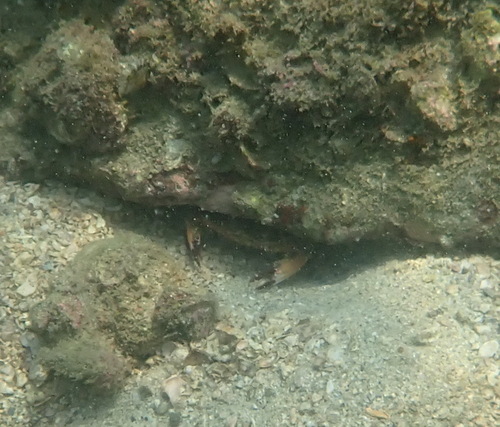 Charybdis hellerii observed 2026-10-07