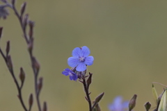 Anchusa azurea