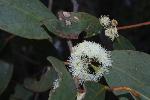 Eucalyptus dives observed 2026-10-19
