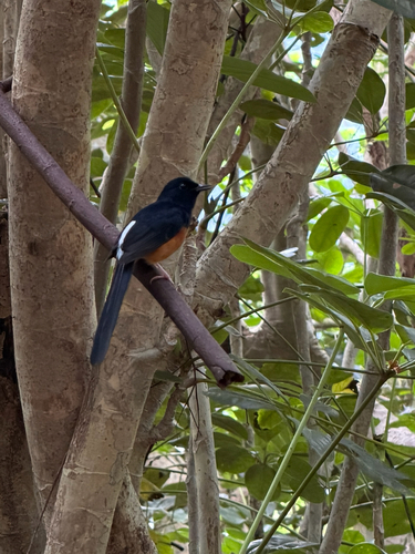 Copsychus malabaricus observed 2026-10-16