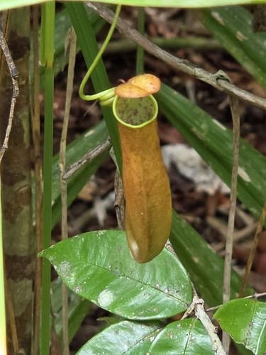 Nepenthes gracilis, 2026-10-18