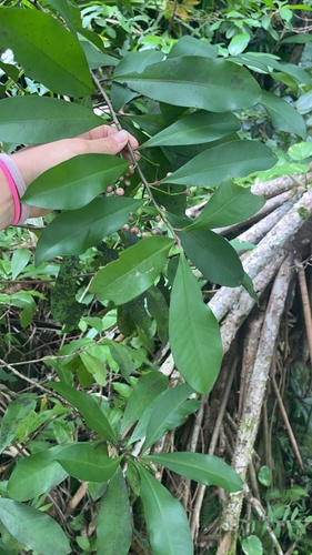 Ardisia elliptica observed 2026-10-18