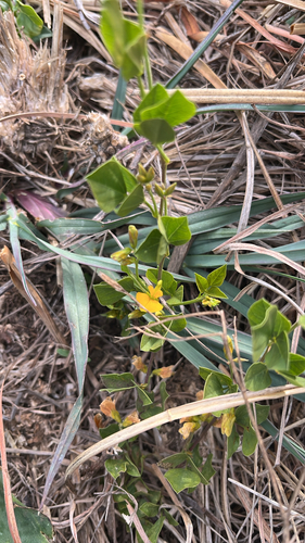 Rhynchosia caribaea observed 2026-10-19
