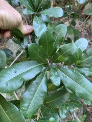 Vitellariopsis marginata