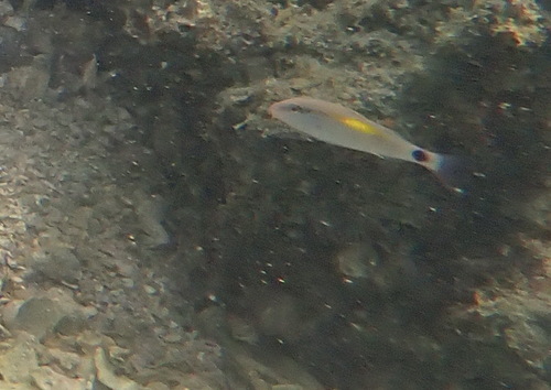 Parupeneus indicus observed 2026-10-07