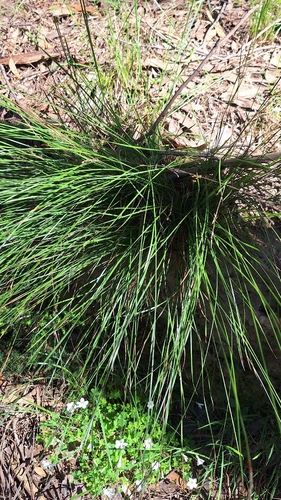 Lepidosperma semiteres, 2026-10-18