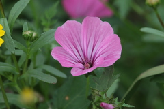 Malva trimestris image